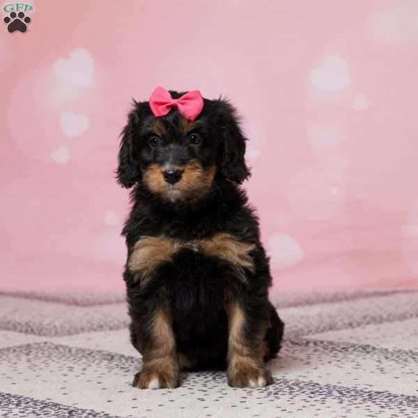 Blakely, Mini Bernedoodle Puppy